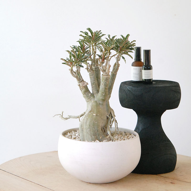 Adenia アラビカム接木 x ホワイトロウポット