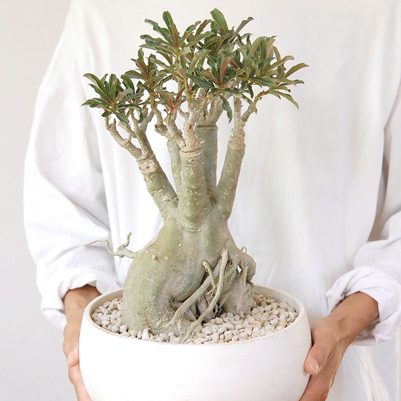 Adenia アラビカム接木 x ホワイトロウポット