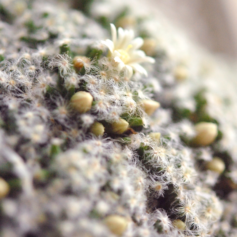 Mammillaria 姫明星