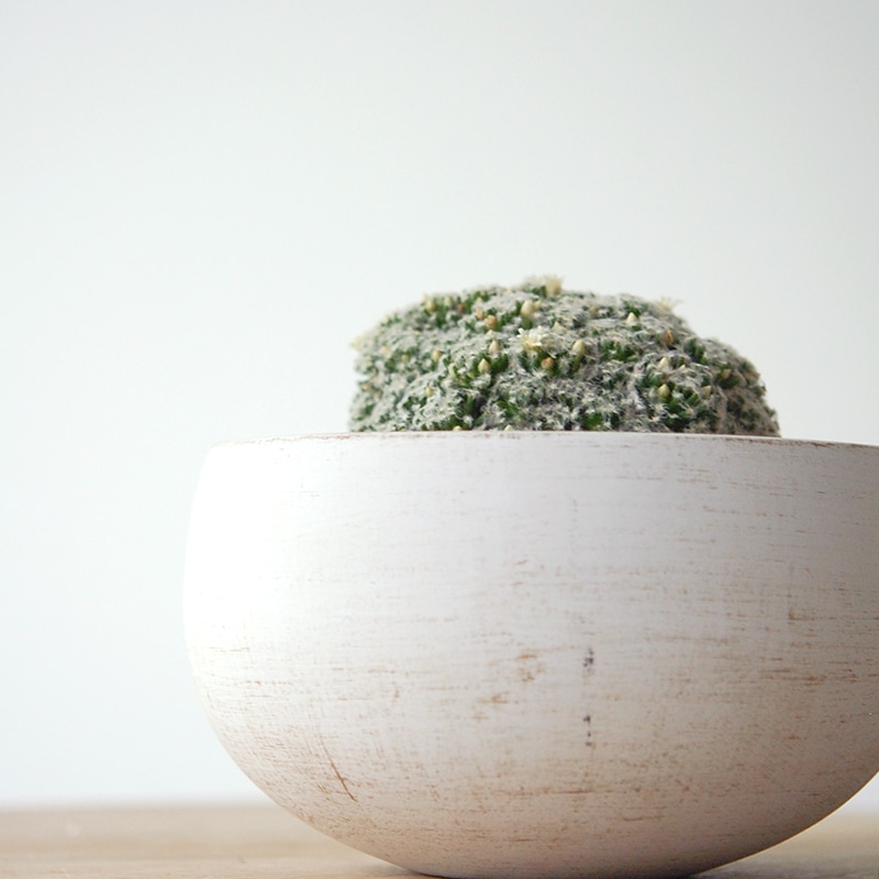 Mammillaria 姫明星