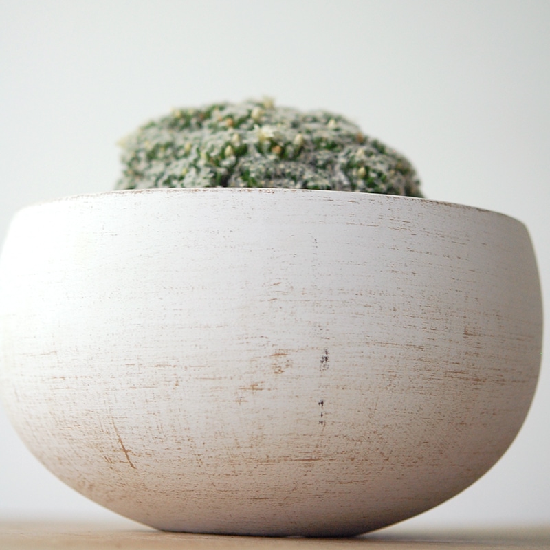 Mammillaria 姫明星