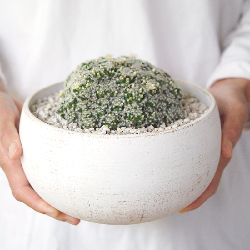 Mammillaria 姫明星