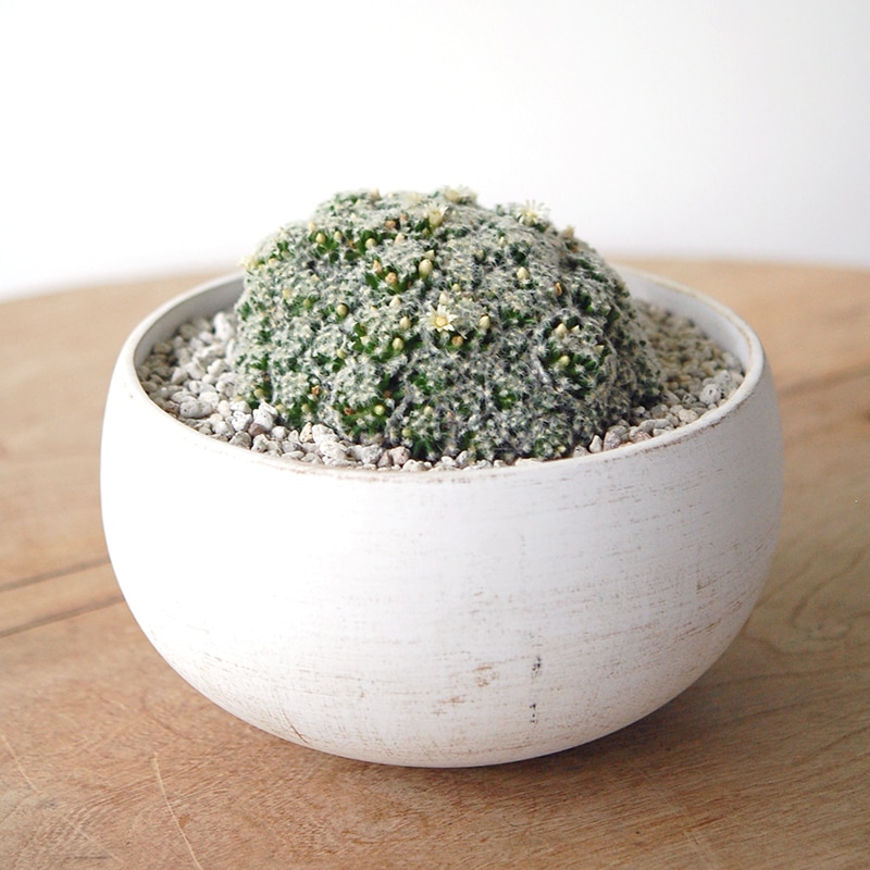Mammillaria 姫明星