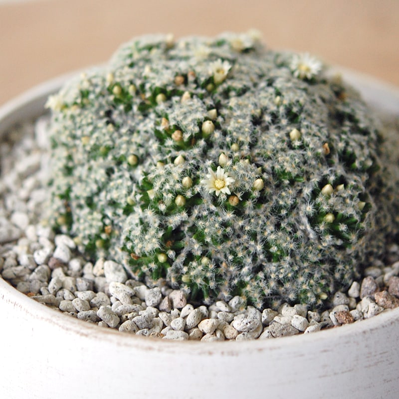 Mammillaria 姫明星