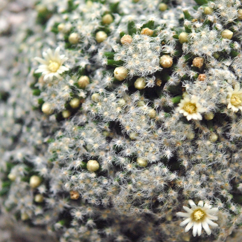 Mammillaria 姫明星
