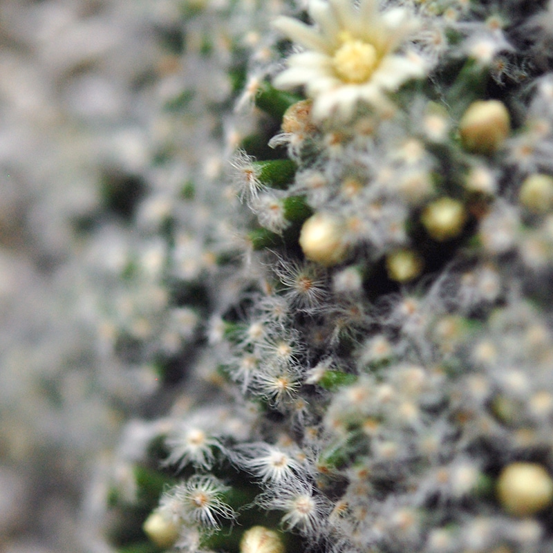 Mammillaria 姫明星
