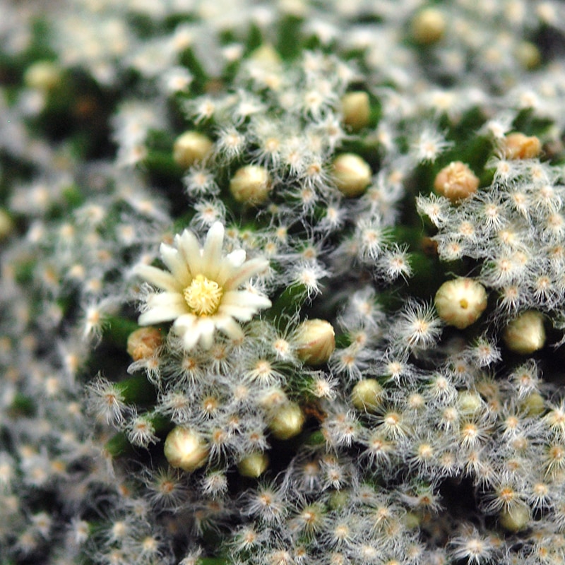 Mammillaria 姫明星
