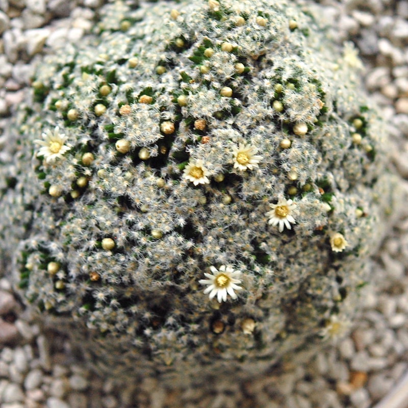 Mammillaria 姫明星