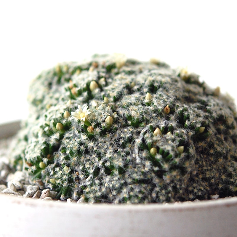 Mammillaria 姫明星