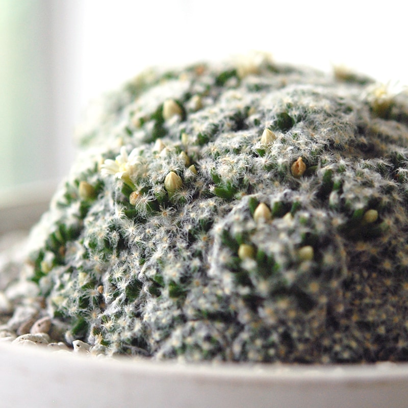 Mammillaria 姫明星