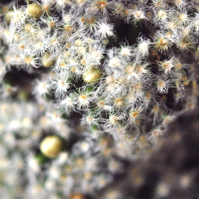 Mammillaria 姫明星