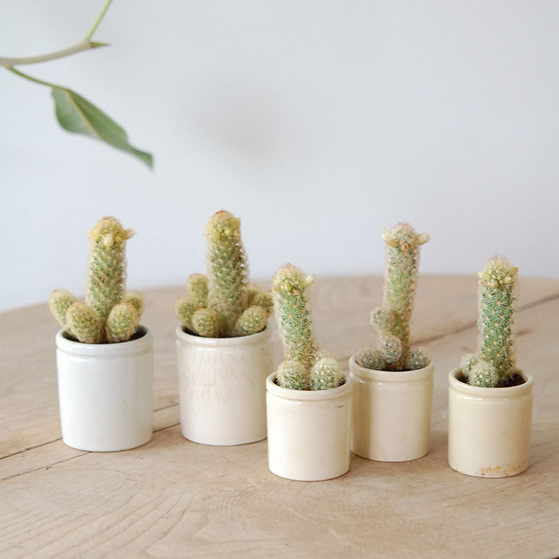 Mammillaria黄金司 x antique イギリスジャー