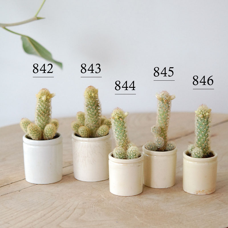 Mammillaria黄金司 x antique イギリスジャー