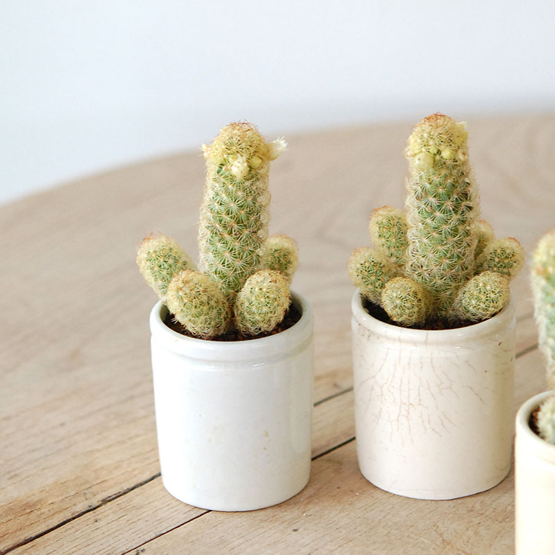 Mammillaria黄金司 x antique イギリスジャー