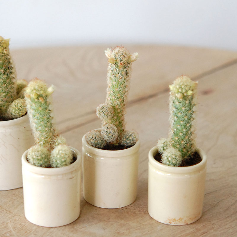 Mammillaria黄金司 x antique イギリスジャー