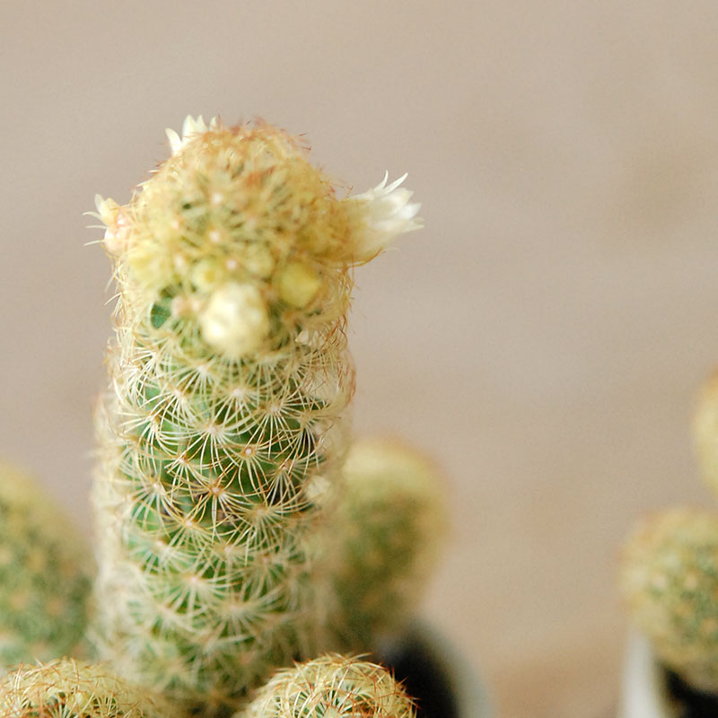 Mammillaria黄金司 x antique イギリスジャー