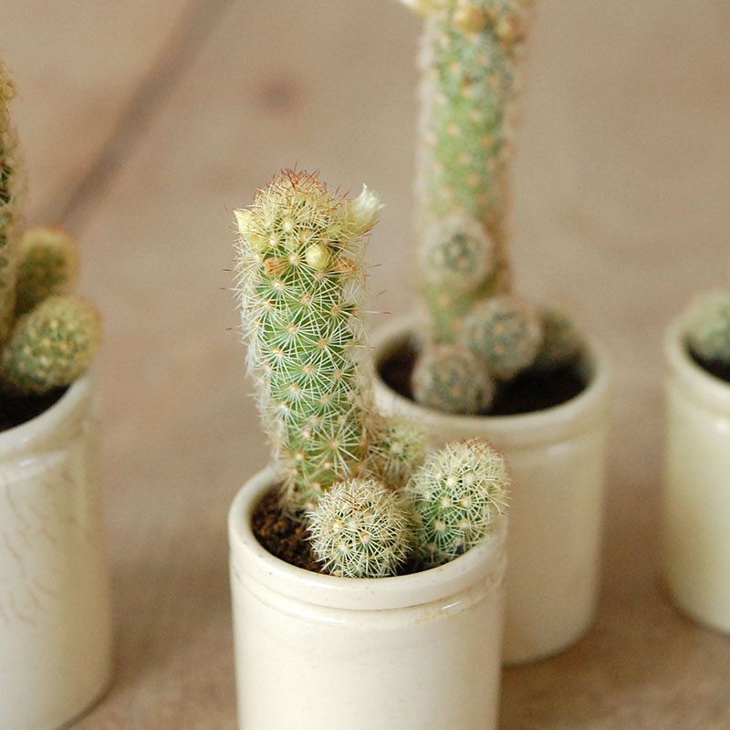 Mammillaria黄金司 x antique イギリスジャー