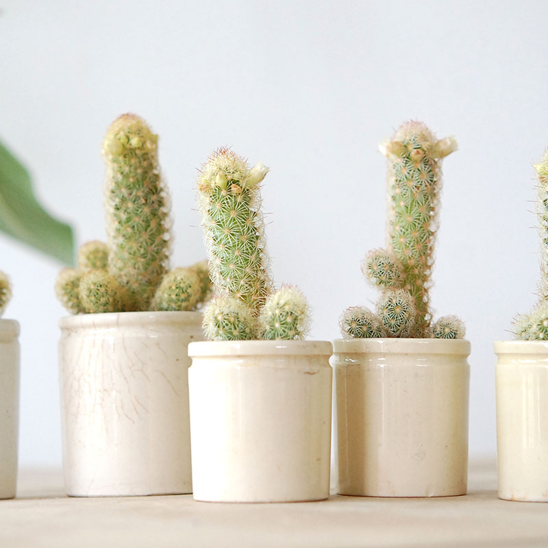 Mammillaria黄金司 x antique イギリスジャー