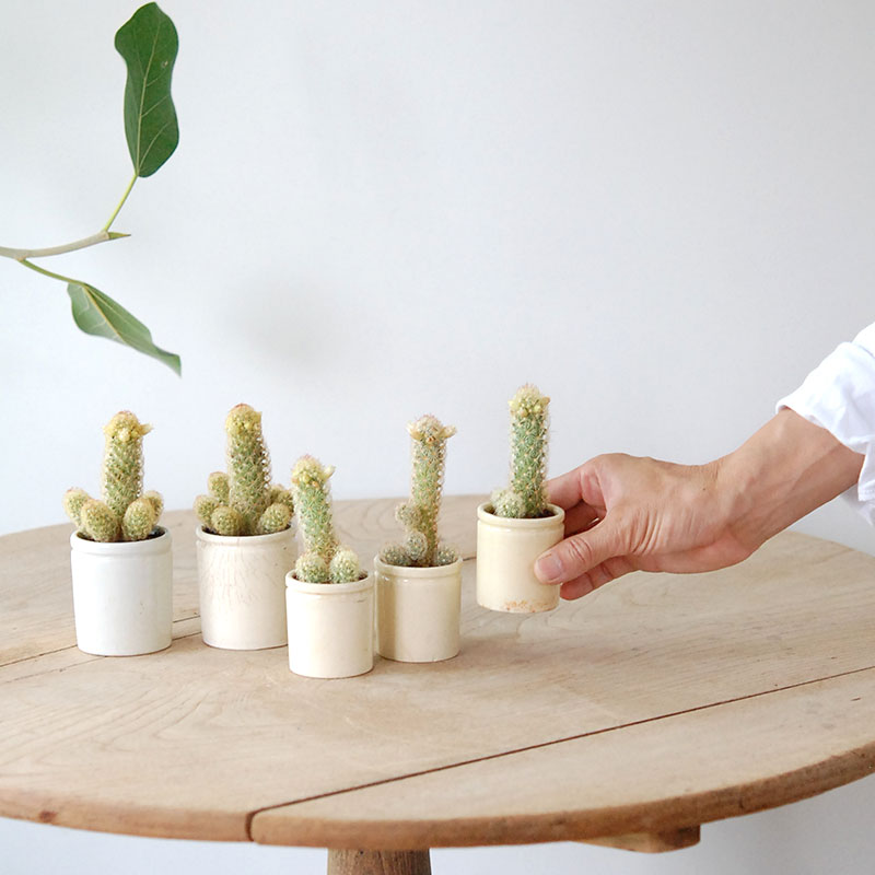 Mammillaria黄金司 x antique イギリスジャー