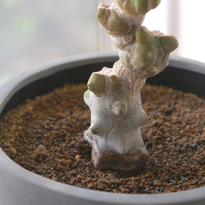 Myrtillocactus 福禄竜神木ブランチ x グレーポット