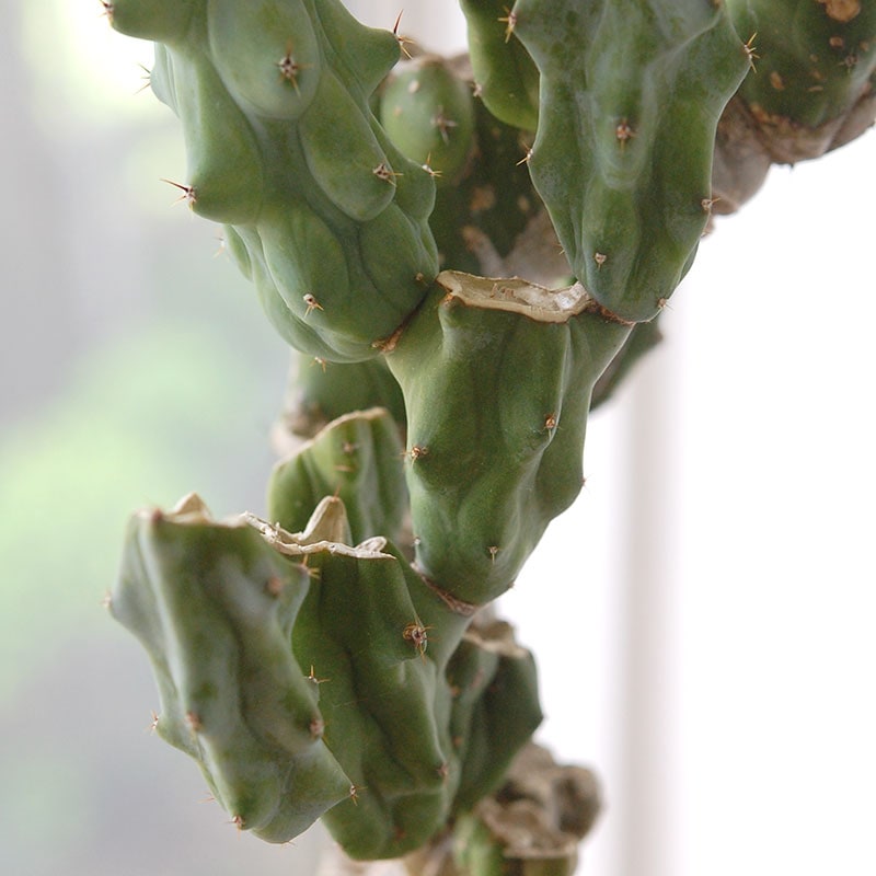 Myrtillocactus 福禄竜神木ブランチ x グレーポット