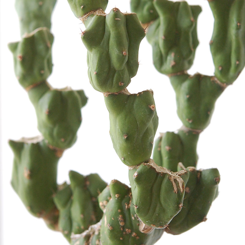 Myrtillocactus 福禄竜神木ブランチ x グレーポット