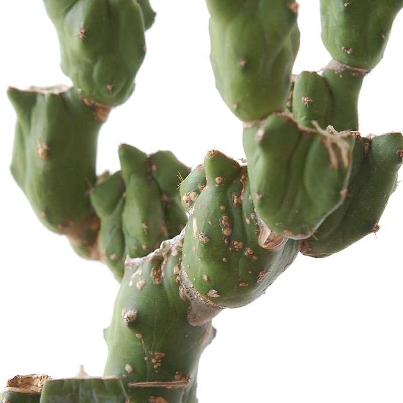 Myrtillocactus 福禄竜神木ブランチ x グレーポット