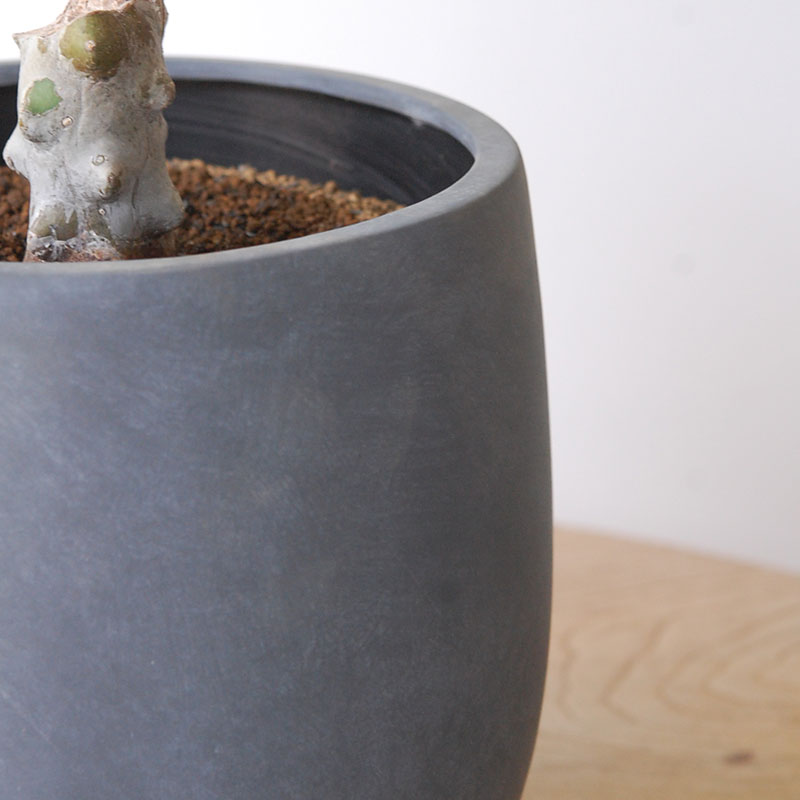 Myrtillocactus 福禄竜神木ブランチ x グレーポット