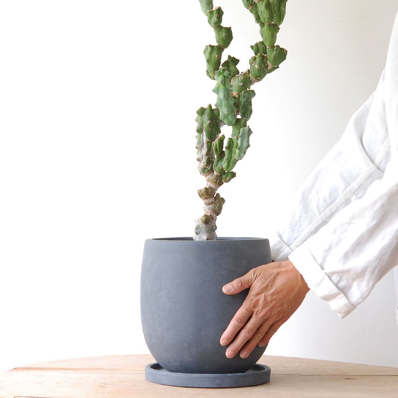 Myrtillocactus 福禄竜神木ブランチ x グレーポット