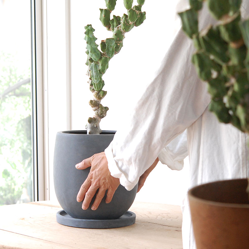 Myrtillocactus 福禄竜神木ブランチ x グレーポット