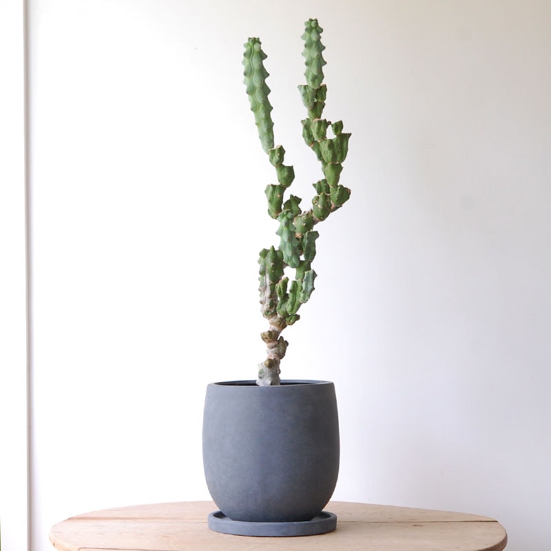 Myrtillocactus 福禄竜神木ブランチ x グレーポット