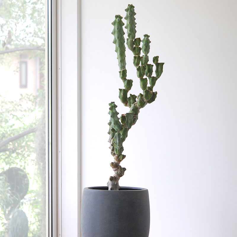 Myrtillocactus 福禄竜神木ブランチ x グレーポット