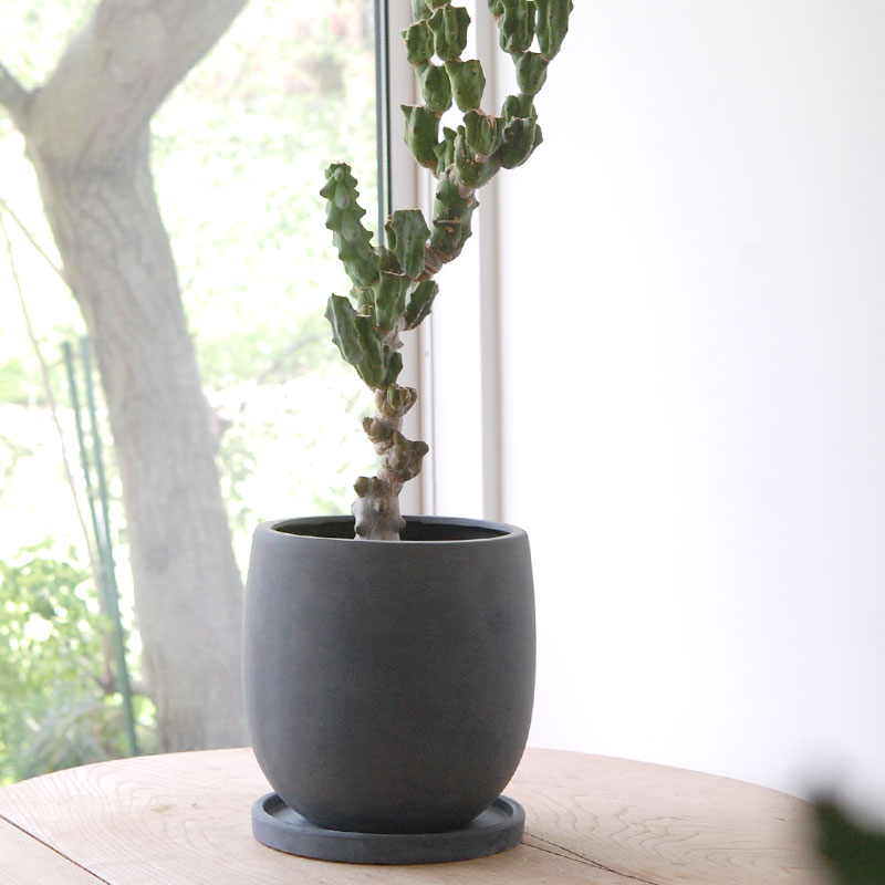 Myrtillocactus 福禄竜神木ブランチ x グレーポット