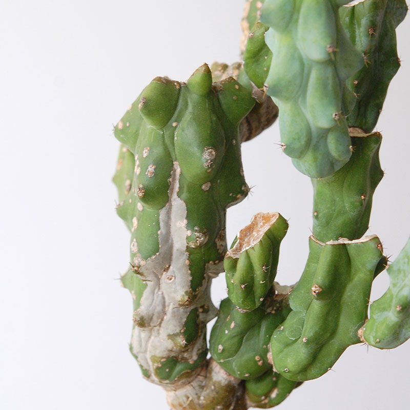 Myrtillocactus 福禄竜神木ブランチ x グレーポット