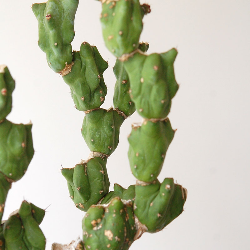 Myrtillocactus 福禄竜神木ブランチ x グレーポット