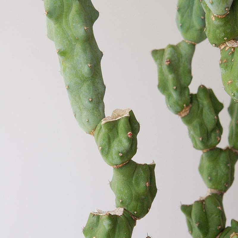 Myrtillocactus 福禄竜神木ブランチ x グレーポット