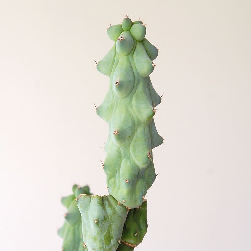 Myrtillocactus 福禄竜神木ブランチ x グレーポット
