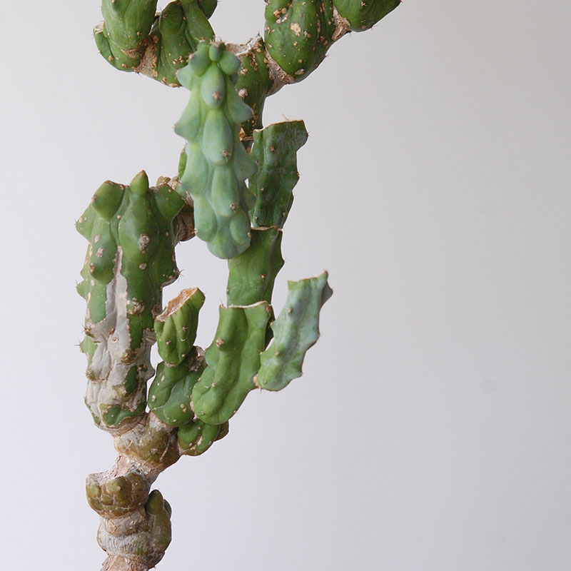 Myrtillocactus 福禄竜神木ブランチ x グレーポット