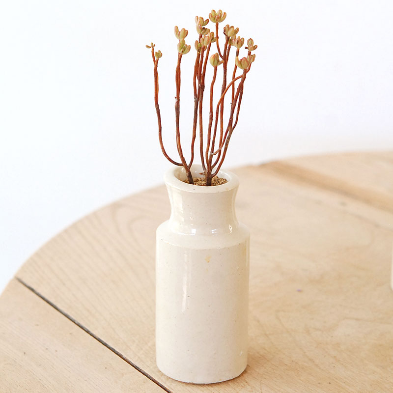 Aeonium 小人の祭り x antique pot