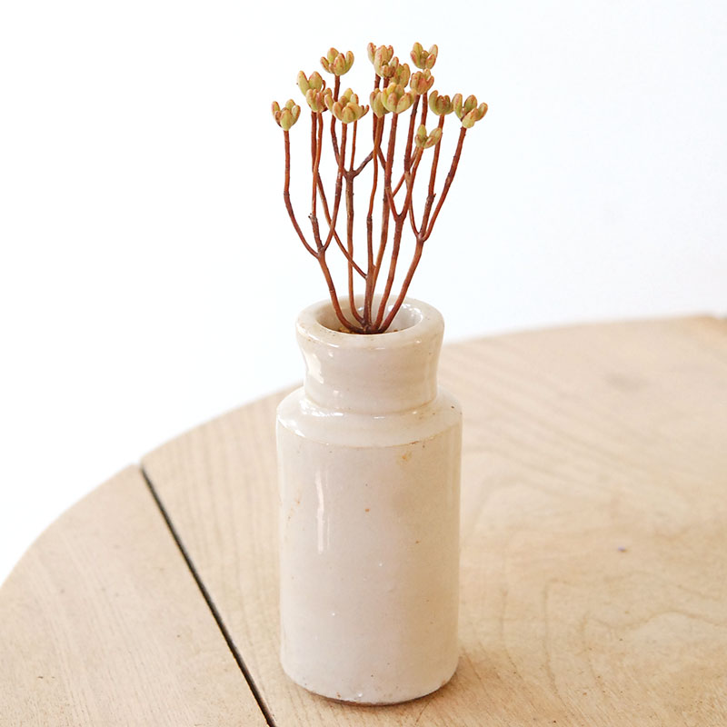 Aeonium 小人の祭り x antique pot