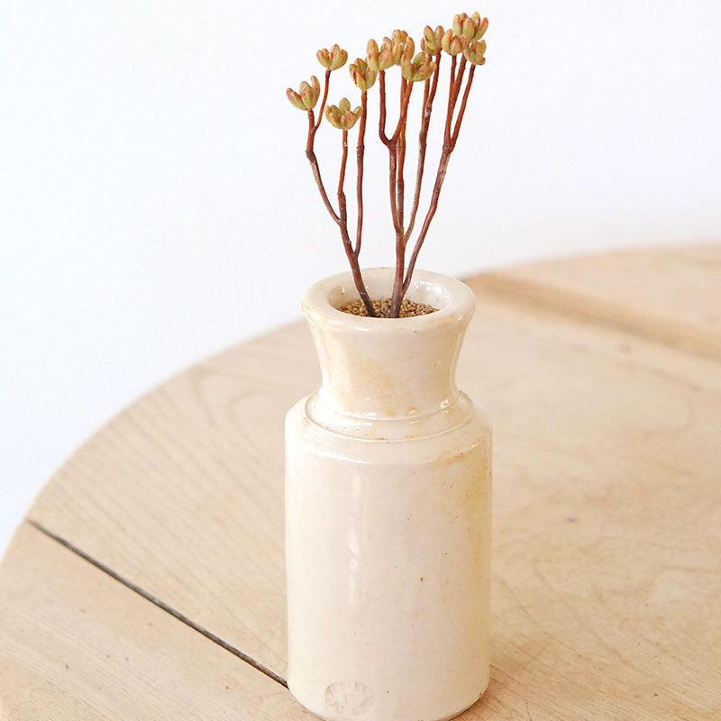 Aeonium 小人の祭り x antique pot