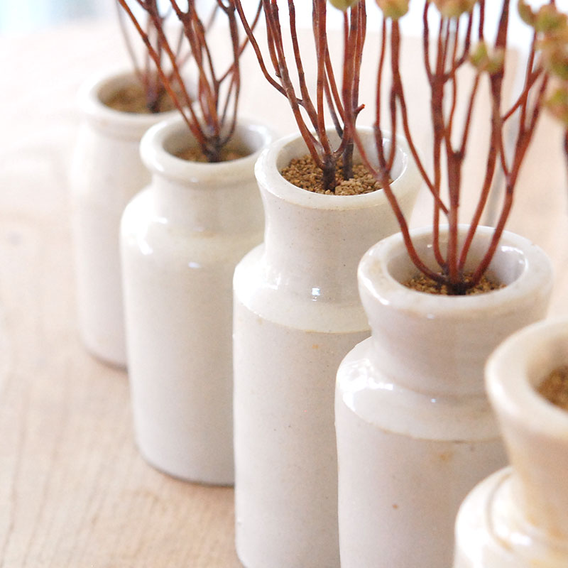 Aeonium 小人の祭り x antique pot