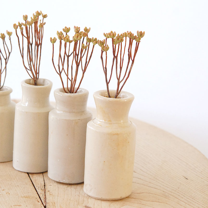 Aeonium 小人の祭り x antique pot