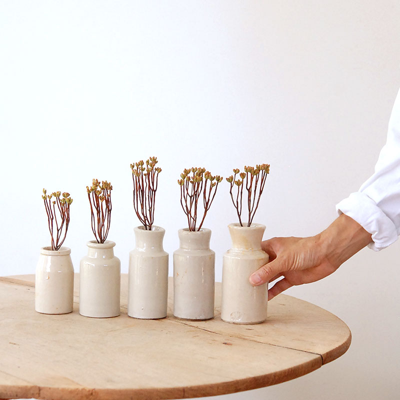 Aeonium 小人の祭り x antique pot