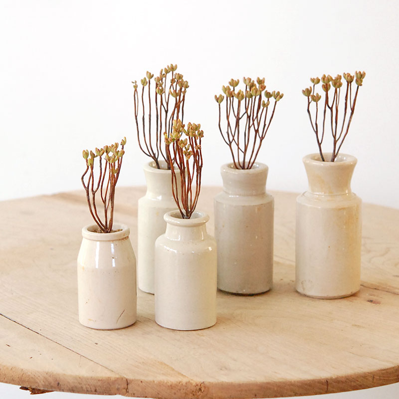 Aeonium 小人の祭り x antique pot