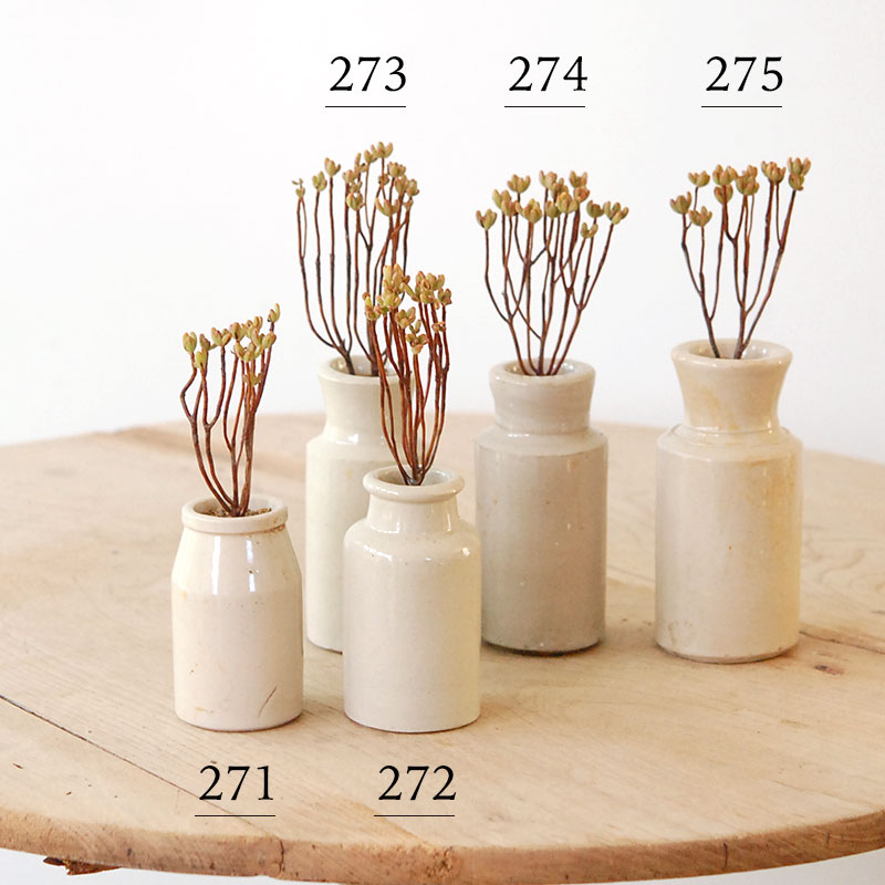 Aeonium 小人の祭り x antique pot