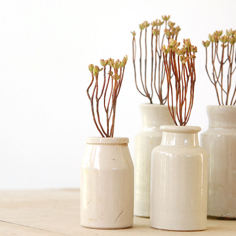 Aeonium 小人の祭り x antique pot