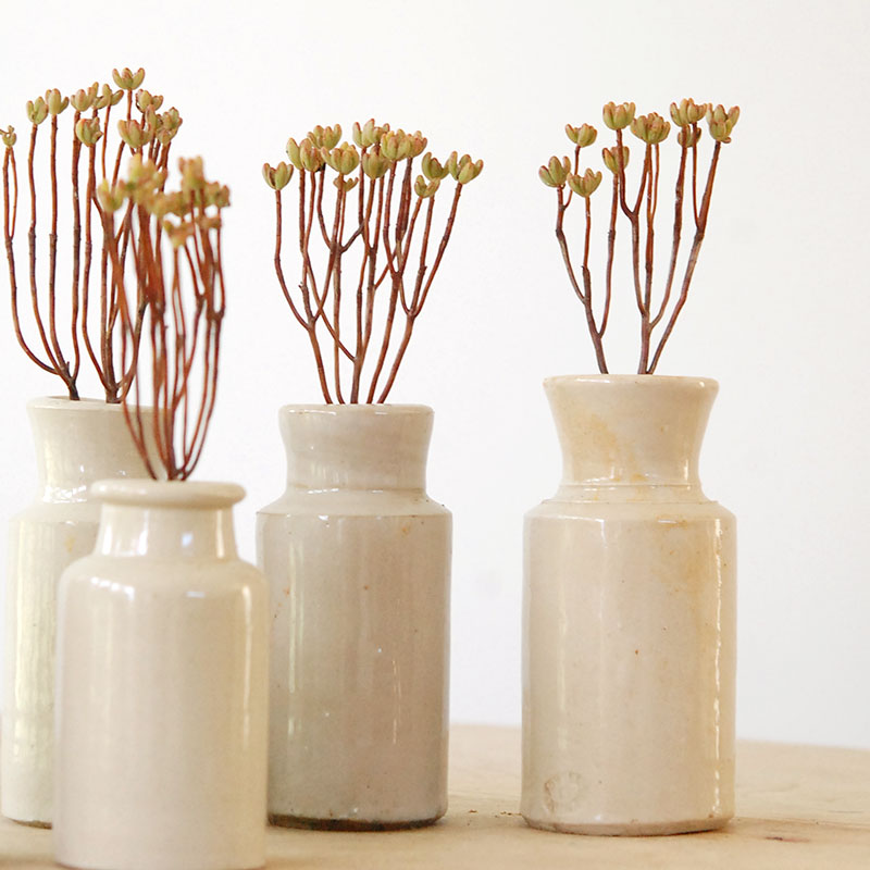 Aeonium 小人の祭り x antique pot