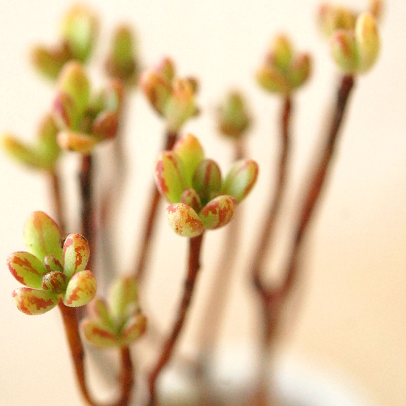 Aeonium 小人の祭り x antique pot