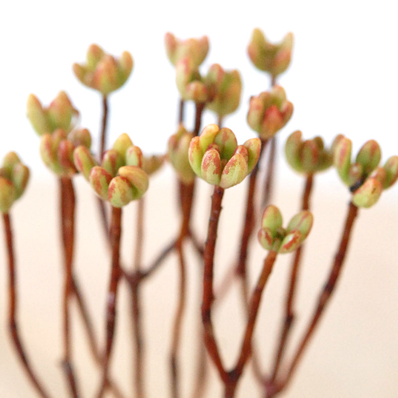 Aeonium 小人の祭り x antique pot